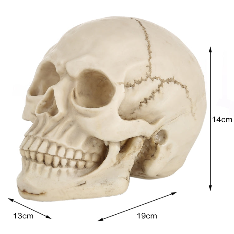 Skull Head Hallowmas Prop Gadget Display, Size: 19(L) x 13(W) x 14cm(H), Skull Head