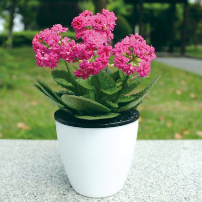 Lazy Flower Pots Automatic Water-absorbing Hydroponic Potted Plants Circular Resin Plastic Flower Pots Double-layer Design Self Watering Planter, Diameter: 12cm, Height: 12.2cm, Diameter: 12cm, Height: 12.2cm