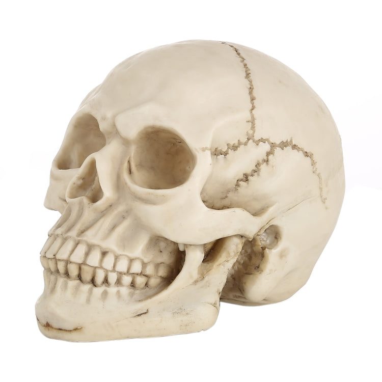 Skull Head Hallowmas Prop Gadget Display, Size: 19(L) x 13(W) x 14cm(H), Skull Head