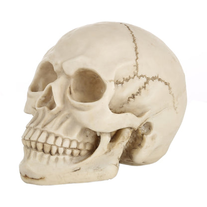 Skull Head Hallowmas Prop Gadget Display, Size: 19(L) x 13(W) x 14cm(H), Skull Head