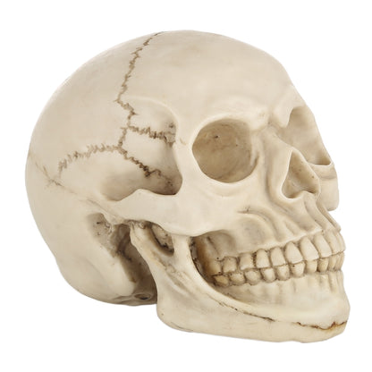 Skull Head Hallowmas Prop Gadget Display, Size: 19(L) x 13(W) x 14cm(H), Skull Head