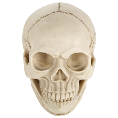 Skull Head Hallowmas Prop Gadget Display, Size: 19(L) x 13(W) x 14cm(H), Skull Head