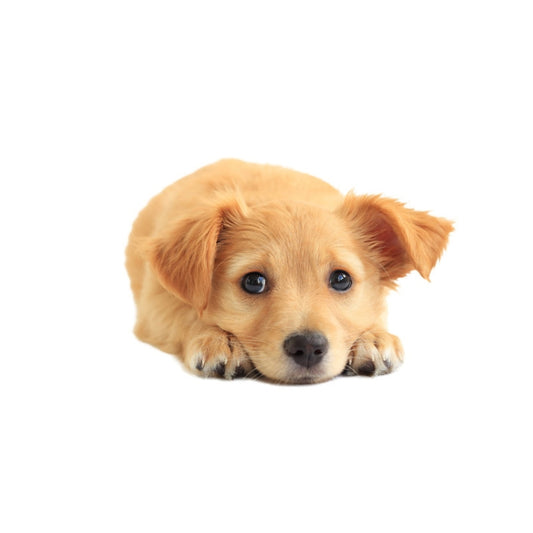 3D Simulation Dog Car Stickers Rain-Proof Sunscreen Car Sticker Scratch Shaving Decoration Stickers, Style 1 Small, Style 2 Small, Style 3 Small, Style 4 Small, Style 5 Small, Style 1 Large, Style 2 Large, Style 3 Large, Style 4 Large, Style 5 Large