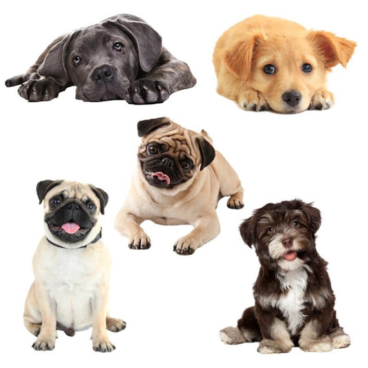 3D Simulation Dog Car Stickers Rain-Proof Sunscreen Car Sticker Scratch Shaving Decoration Stickers, Style 1 Small, Style 2 Small, Style 3 Small, Style 4 Small, Style 5 Small, Style 1 Large, Style 2 Large, Style 3 Large, Style 4 Large, Style 5 Large